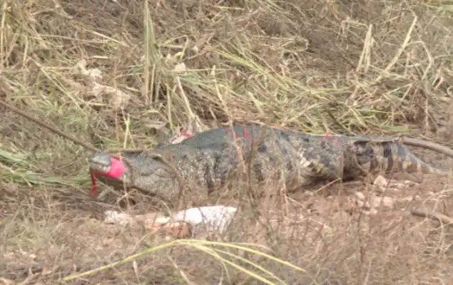 Scrambles have been captured in Mauming, Guangdong
