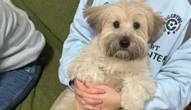 The dog likes to sit on someone's lap and watch TV