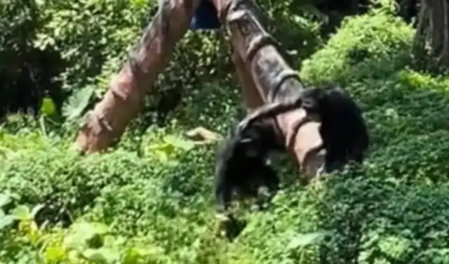 The chimpanzee beats ducks with a wooden stick, and the other chimpanzee's "drive."