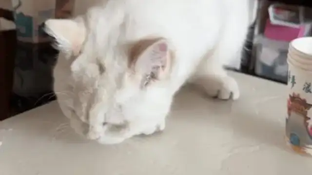 It's amazing what a woman does when she goes on a trip to foster a cat at her aunt's