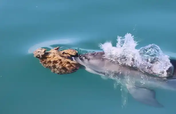Some dolphins have learned to eat with a kit