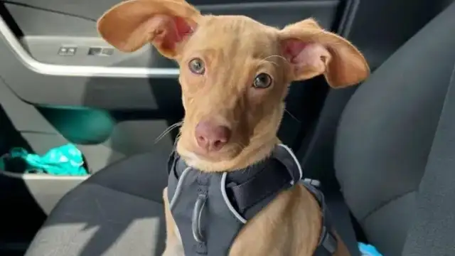 The Internet adopted a string of dogs, and then some stupid eyes