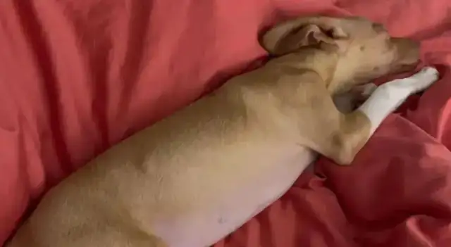 The Internet adopted a string of dogs, and then some stupid eyes
