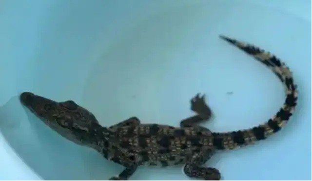 In a small area of Hangzhou, someone found a crocodile. Fish