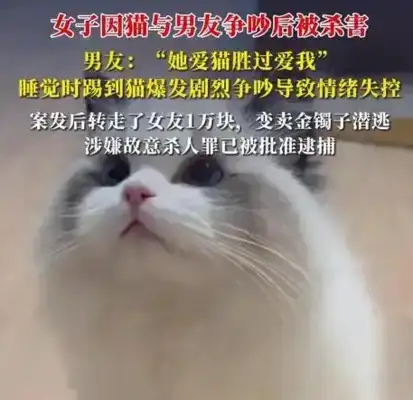A woman was murdered after a cat and a boyfriend quarrel