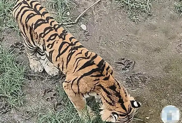 Beijing Zoo Tigers are hungry for grass
