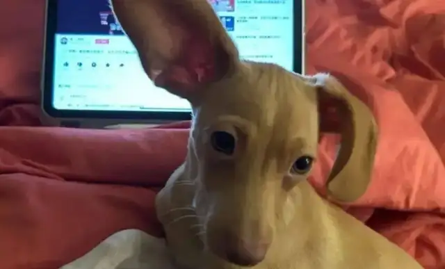The Internet adopted a string of dogs, and then some stupid eyes