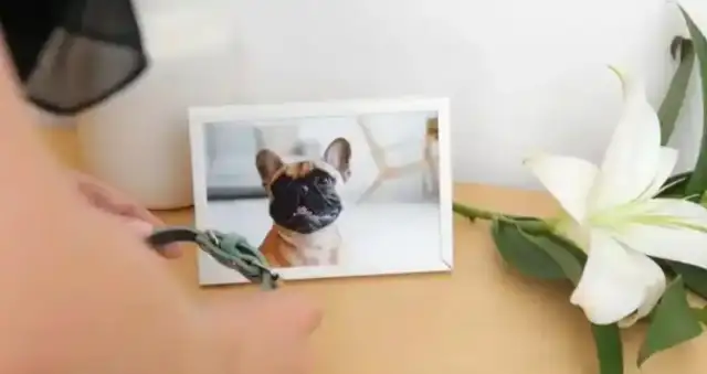 Understood: the song of ice and fire in the pet funeral industry