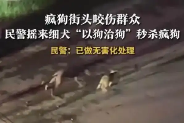 Crazy dog biting on the street. Civilians rocking the dog uniform