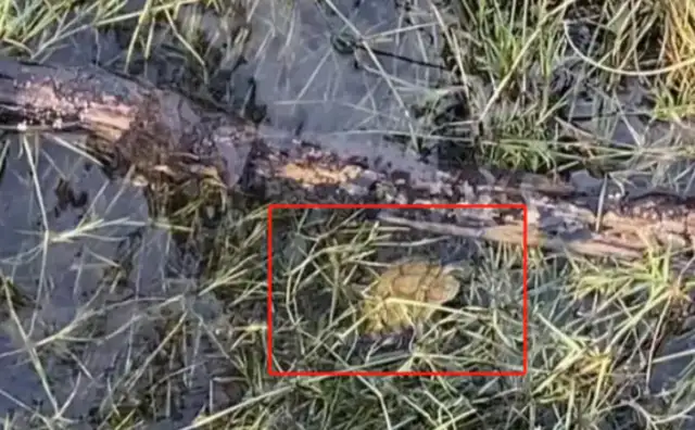 The Lake Chengdu has discovered the presence of a suspected alien invasive species, the Brazilian turtle