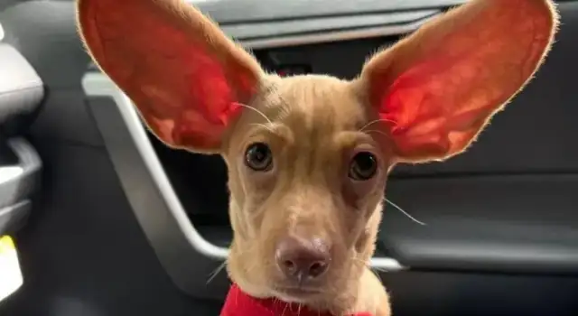 The Internet adopted a string of dogs, and then some stupid eyes
