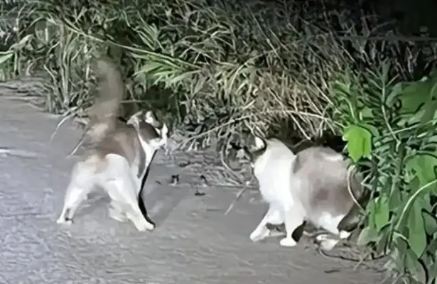 Seven precious cats were thrown to death in a dump! Blue Puppet is thin