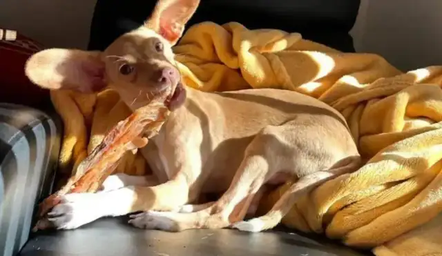 The Internet adopted a string of dogs, and then some stupid eyes