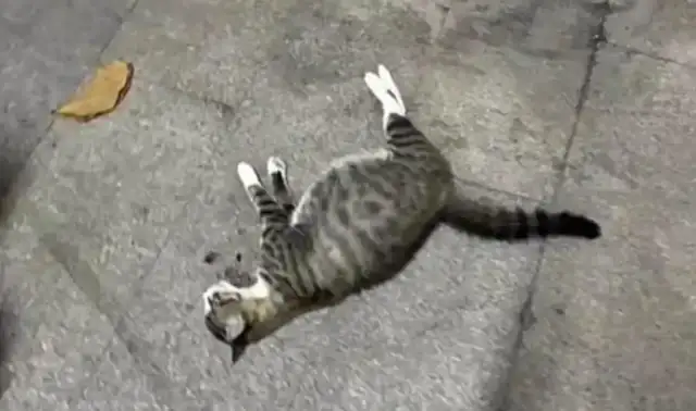 Chinese farmers were accused of killing pregnant stray cats