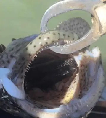 A rural man fishes into a strange fish, and he looks like a fool