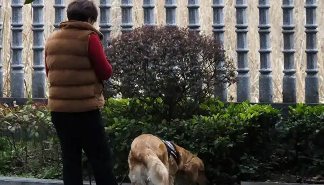 When a dog becomes a “killer”: what is the legal responsibility of a dog whose owner is free of strings