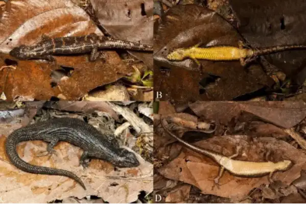 We found a new species of lizards