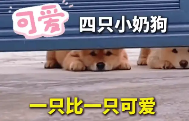 How cute are the four titties coming together? Netizen: Dog sneaking, cute