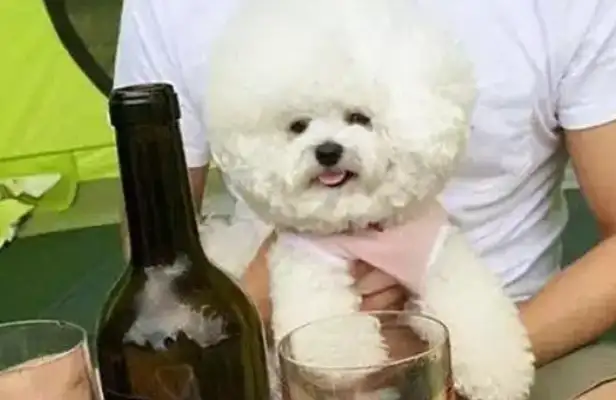 New trends in urban domestication: How can a sticky dog subvert the perception of 60% of households