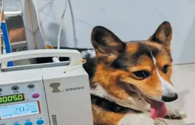 The pets give blood to save lives