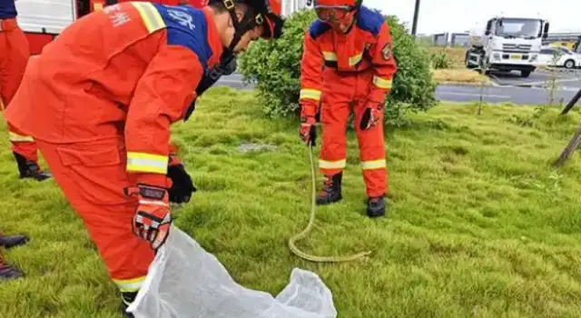 There's a snake in the supermarket. Firefighters are on fire in the morning