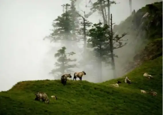 How does a wild panda meet the Tang Jia River, the first in Yukawa