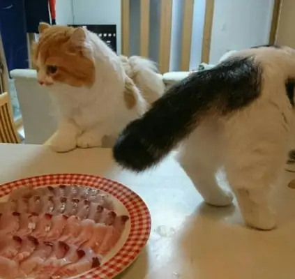 Two cats in the house stole food, and the master set up a trap for real food