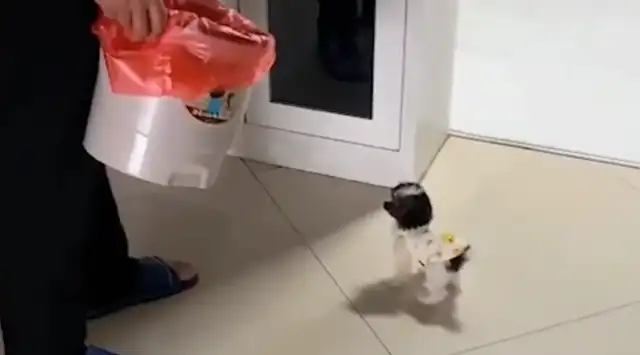 The girl brought home a puppy. The third day was found by her family