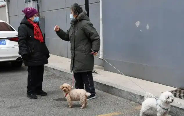 When a dog becomes a “killer”: what is the legal responsibility of a dog whose owner is free of strings