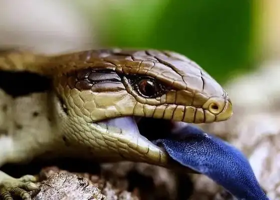 A million years for the sale of lizards? Small interests grow into a big business in the shivering