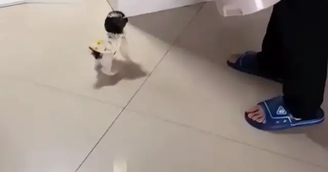 The girl brought home a puppy. The third day was found by her family
