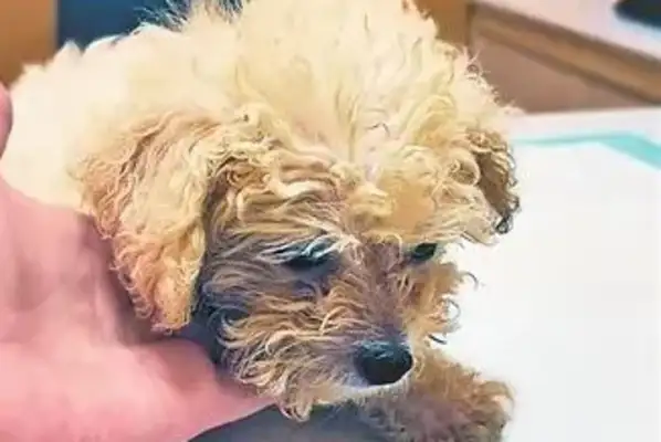 $1,200 for a bear dog to vomit on day three and die on day 11