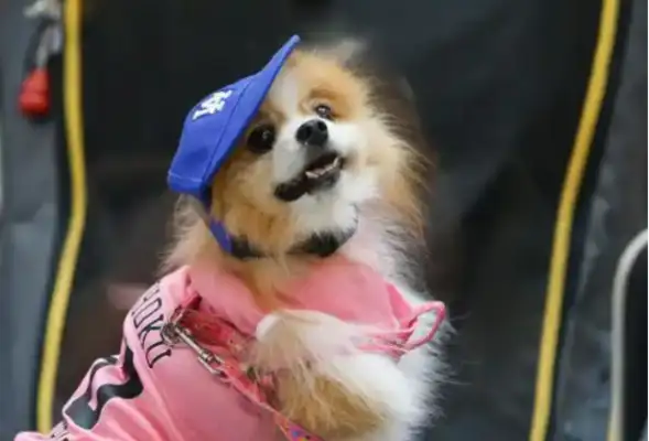 Bangkok, Thailand: a pet fashion show