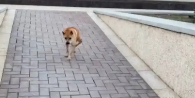 The pet dog was hit and the owner claimed damages for nearly $100