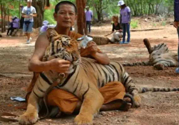 The villagers sent the wounded tigers to the temple, but the tigers were in trouble