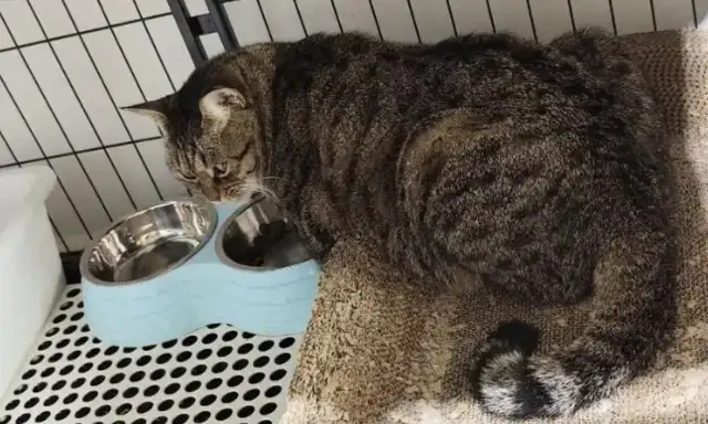 Dad can't catch rats, and then he gets "retaliated."