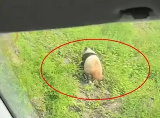 Sichuan Po Xing: Tourists meet wild pandas out of the summer
