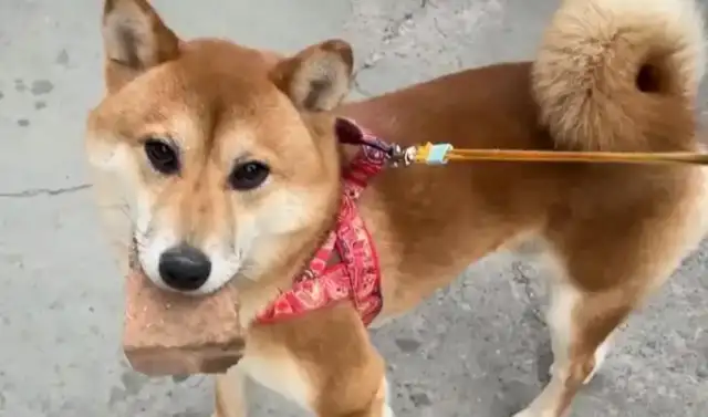 The pet dog was hit and the owner claimed damages for nearly $100