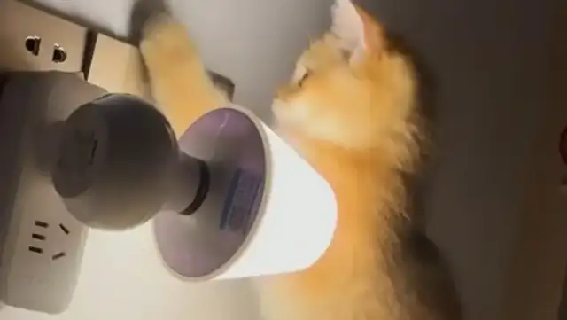 Dad can't catch rats, and then he gets