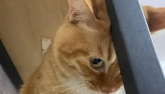 Dad can't catch rats, and then he gets