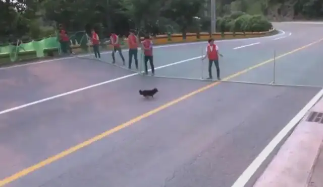 The rescue of five stray dogs on the country road and the future