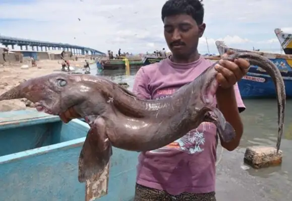 The man caught a strange fish, and he couldn't stand the two legs
