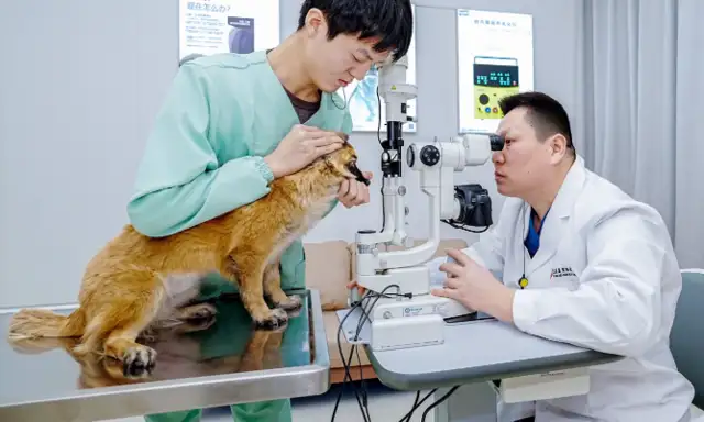 The pets are here. It's good to respond to market demands
