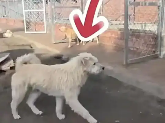 Hebei's dirt dog's net "Bulleze": high prices, high account number 200,000