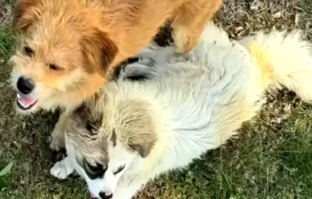 It's amazing. Dalian Lotus Mountain stray dog is a stag killer