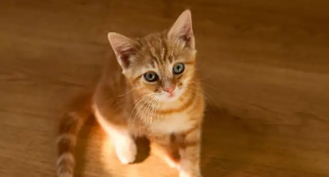 How do you raise the threshold of responsibility for pet abandonment
