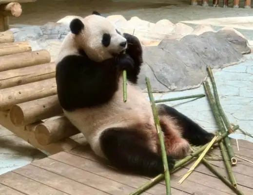 Big pandas don't have real love