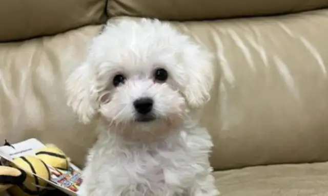 How do you raise the threshold of responsibility for pet abandonment