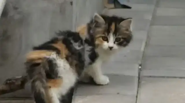 Dad can't catch rats, and then he gets
