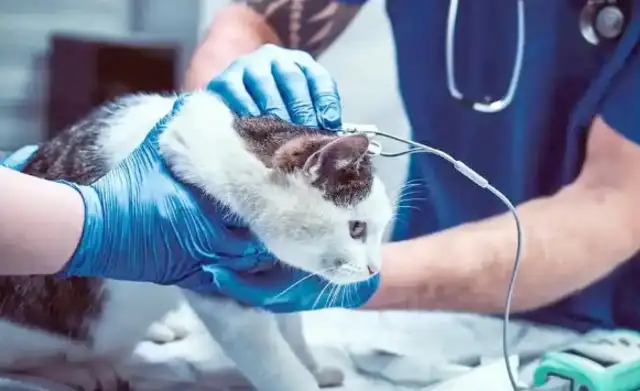 New New New Zealand ' s Kekura Cat Management Code: Ecological conservation and pet welfare balance